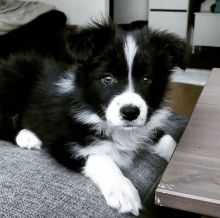 Excellence lovely Male and Female collie Puppies for adoption