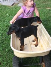 Excellence lovely Male and Female doberman Puppies for adoption