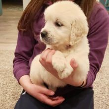 Golden Retriever puppies available in good health condition for new homes
