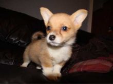 Healthy Pembroke welsh Corgi Puppies Available Now