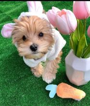 Morkie puppies for good re homing to interested homes.
