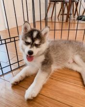 Pomsky Puppies - Updated On All Shots Available For Rehoming