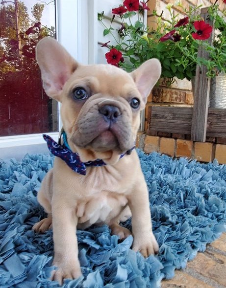 Gorgeous Full Pedigree French Bulldog Pups for Adoption Image eClassifieds4u