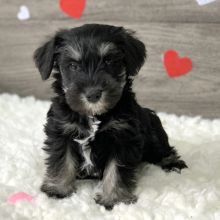 Cute Miniature Schnauzer puppies for adoption, Image eClassifieds4U
