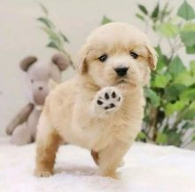 💕💗 LOVELY CANADIAN 🟥🍁🟥 GOLDEN RETRIEVER PUPPIES AVAILABLE ✅💯 Image eClassifieds4u 2
