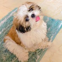 💕💗 LOVELY CANADIAN 🟥🍁🟥 SHIH TZU PUPPIES AVAILABLE ✅💯 Image eClassifieds4u 2