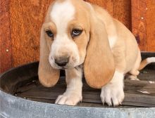 Excellence lovely Male and Female basset hound Puppies for adoption Image eClassifieds4U