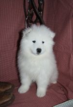 Excellence lovely Male and Female samoyed Puppies for adoption Image eClassifieds4u 1