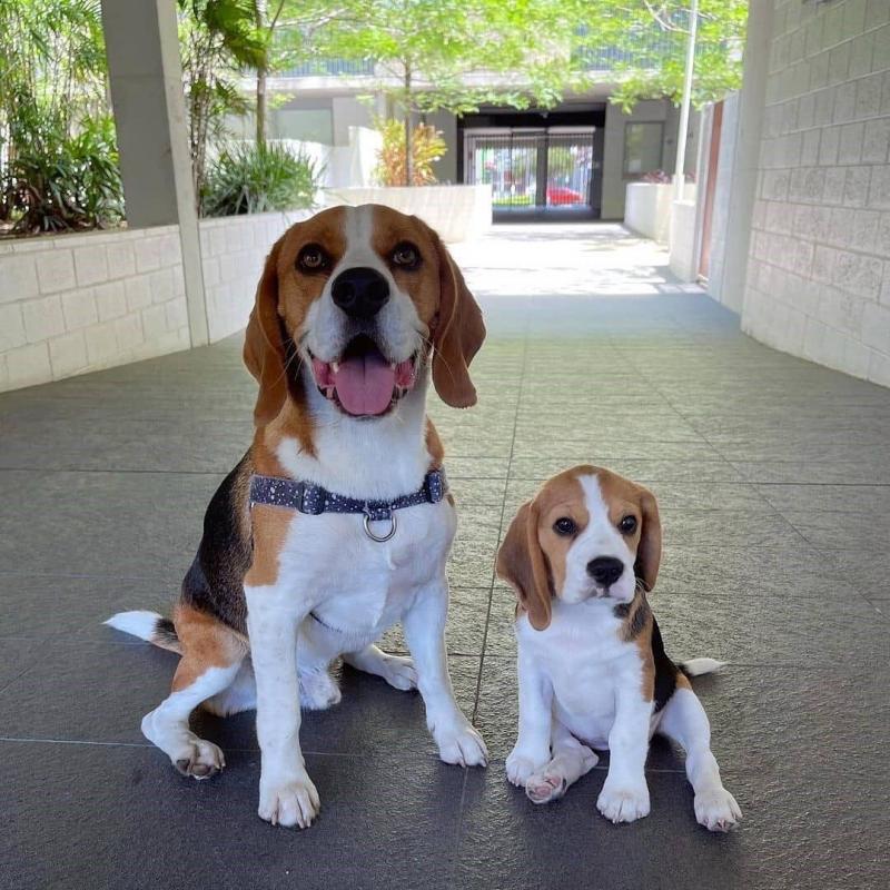 💕💗 LOVELY CANADIAN 🟥🍁🟥 BEAGLE PUPPIES AVAILABLE ✅💯 Image eClassifieds4u