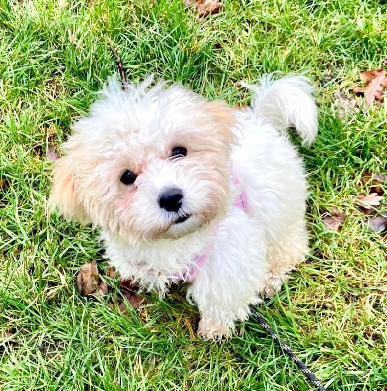 💕💗 LOVELY CANADIAN 🟥🍁🟥 CAVACHON PUPPIES AVAILABLE ✅💯 Image eClassifieds4u