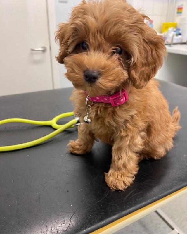 💕💗 LOVELY CANADIAN 🟥🍁🟥 COC.KAP.OO PUPPIES AVAILABLE ✅💯 Image eClassifieds4u