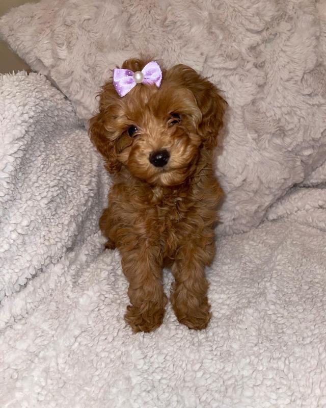 💕💗 LOVELY CANADIAN 🟥🍁🟥 COC.KAP.OO PUPPIES AVAILABLE ✅💯 Image eClassifieds4u