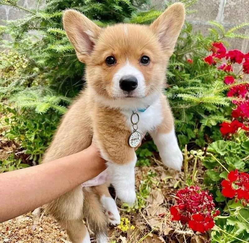 💕💗 LOVELY CANADIAN 🟥🍁🟥 PEMBROKE WELSH CORGI PUPPIES AVAILABLE ✅💯 Image eClassifieds4u