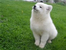 Adorable and cute little Samoyed puppies