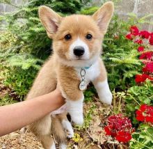 💕💗 LOVELY CANADIAN 🟥🍁🟥 PEMBROKE WELSH CORGI PUPPIES AVAILABLE ✅💯