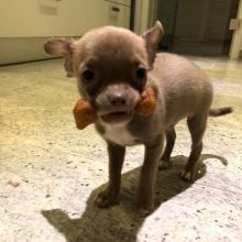 Charming and Beautiful, outstanding Chihuahua puppies for adoption