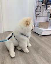 Chow Chow