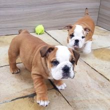English bull dog puppies for good re homing to interested homes.