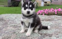 Excellence lovely Male and Female siberian husky Puppies for adoption