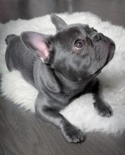 French Bulldog Puppies available, updated on vaccines