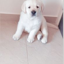 Labrador retriever puppies for good re homing to interested homes.