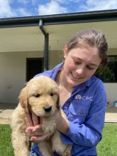 Registered Golden Retriever Puppies,