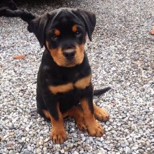 Rottweiler puppies, male and female for adoption