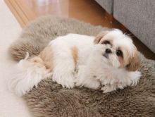 Shih Tzu puppies available in good health condition for new homes