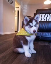 Siberian husky puppies, male and female for adoption