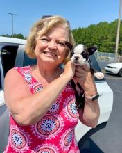 💕💗 LOVELY CANADIAN 🟥🍁🟥 BOSTON TERRIER PUPPIES AVAILABLE ✅💯 Image eClassifieds4u 2