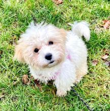 💕💗 LOVELY CANADIAN 🟥🍁🟥 CAVACHON PUPPIES AVAILABLE ✅💯 Image eClassifieds4u 2