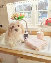 💕💗 LOVELY CANADIAN 🟥🍁🟥 CAVACHON PUPPIES AVAILABLE ✅💯 Image eClassifieds4u 1