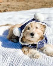 💕💗 LOVELY CANADIAN 🟥🍁🟥 HAVANESE PUPPIES AVAILABLE ✅💯 Image eClassifieds4u 1