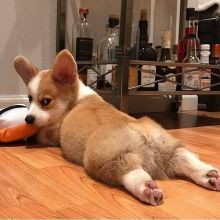 💕💗 LOVELY CANADIAN 🟥🍁🟥 PEMBROKE WELSH CORGI PUPPIES AVAILABLE ✅💯 Image eClassifieds4u 2