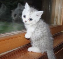 I have a beautiful Munchkin Kittens Image eClassifieds4U