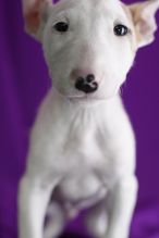 Amazing Bull-terrier puppies.