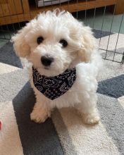 Amazing Male and female bichon frise puppies for adoption
