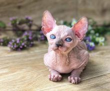 Lovely hairless Sphynx Kittens available for adoption.