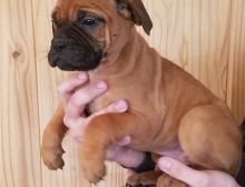 We have two litters of top quality Bullmanstiff puppies