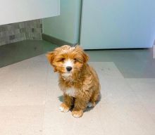 Cavapoo puppies available for adoption