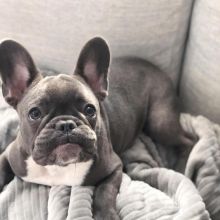 French Bulldog Puppies available, updated on vaccines