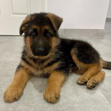 German Sheppard puppies, male and female for adoption