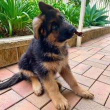 German Sheppard puppies, male and female for adoption