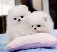 pomeranian puppies Male and female for adoption