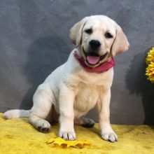 We have two Labrador Retriever pups for rehoming