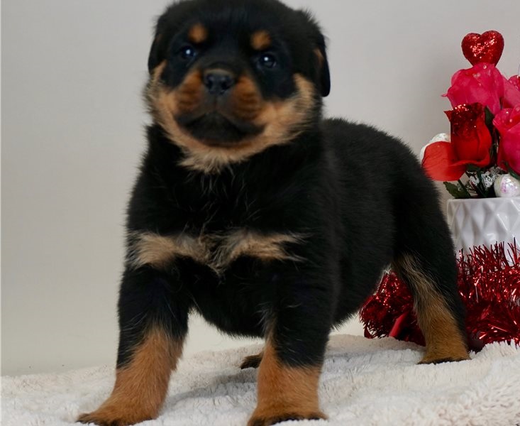 Excellence lovely Male and Female rottweiler Puppies for adoption Image eClassifieds4u