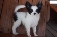 Amazing Papillon puppies Image eClassifieds4U