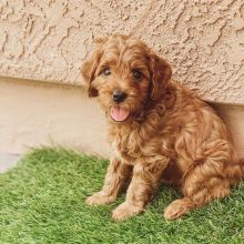 Two Cavapoo puppies for adoption. Image eClassifieds4U