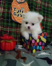 Gorgeous Male and Female pomeranain puppies Image eClassifieds4U