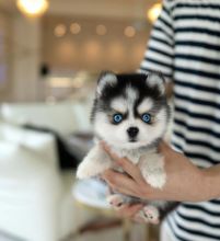 Stunning litter of 8 Pomsky puppies. Image eClassifieds4u 3